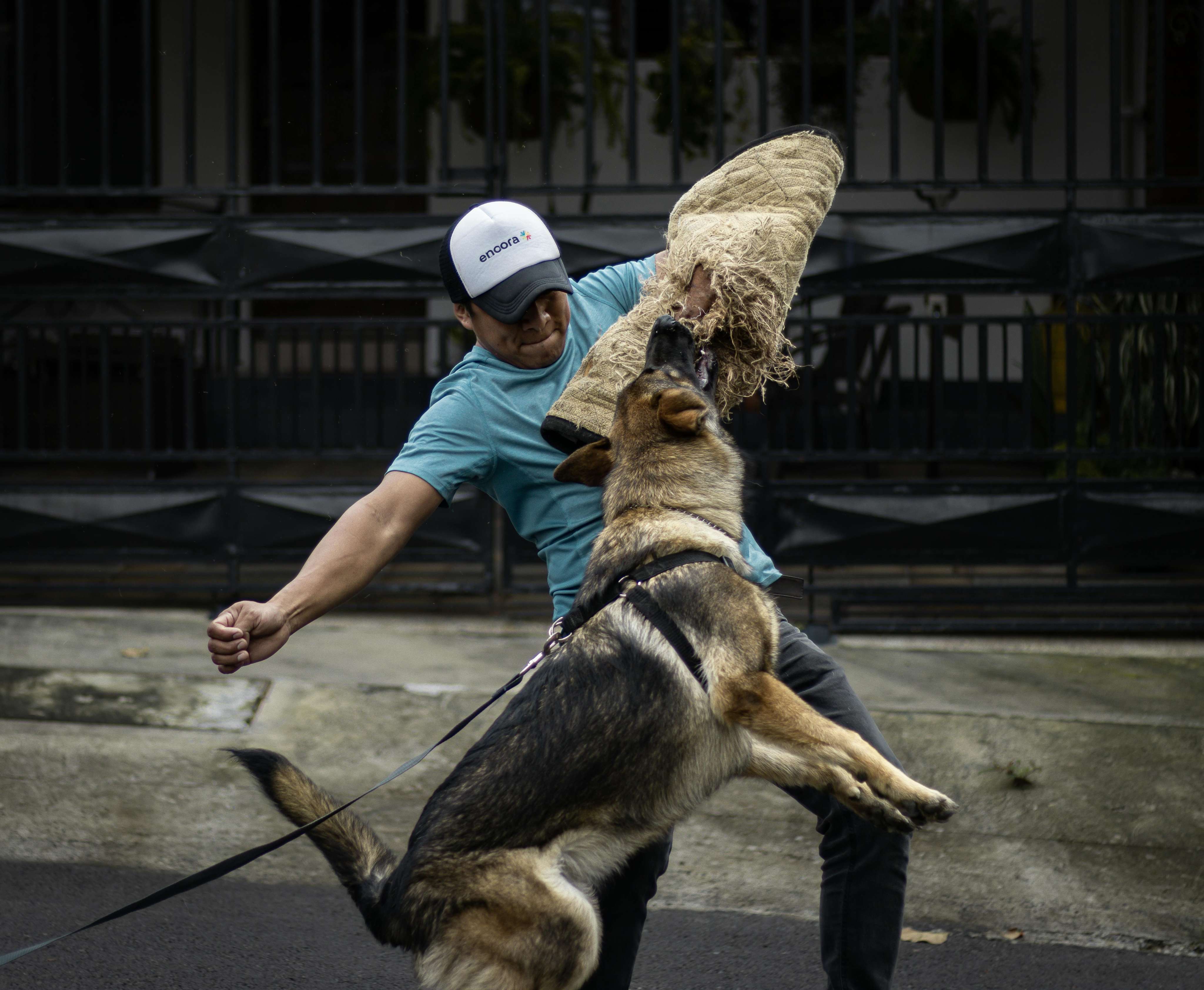 german shepherd & belgian malinois